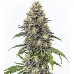 Amnesia Lemon Cake Boom Regular flower with bright pistils and frosty, lemon-scented buds.