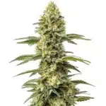 Amnesia Lemon Regular cannabis bud with lemon hues and orange pistils.