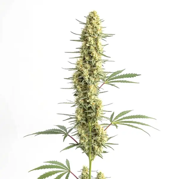 Auto CBD Amnesia strain with tall, white trichome-covered buds and green leaves.