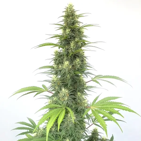 Auto CBD Cheese strain with dense, frosty buds and bright orange pistils.