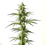 Auto CBD Critical Mass autoflowering strain with high CBD for relaxation