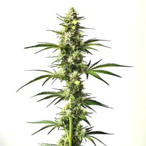 Auto CBD Critical Mass autoflowering strain with high CBD for relaxation