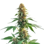 Auto CBD Kush strain with compact, resinous buds and white trichomes.