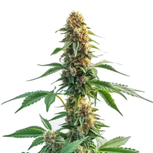Auto CBD Kush strain with compact, resinous buds and white trichomes.