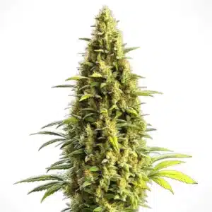 Auto CBD Lemon Haze cannabis strain with dense buds and bright yellow pistils.
