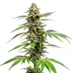 Auto CBD Med Go plant with dense frosty buds and green-purple sugar leaves.