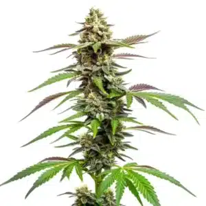 Auto CBD Med Go plant with dense frosty buds and green-purple sugar leaves.