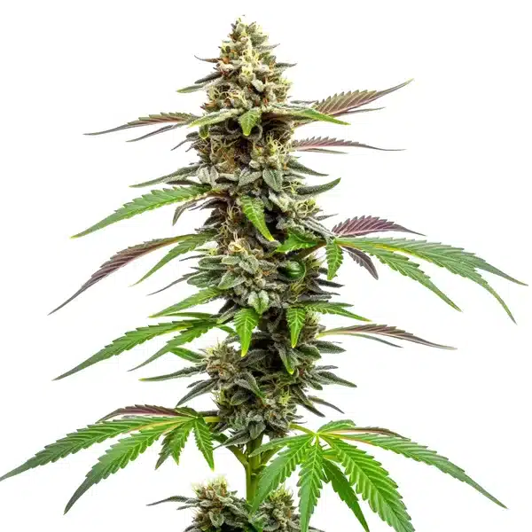 Auto CBD Med Go plant with dense frosty buds and green-purple sugar leaves.