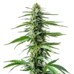 Auto CBD Northern Lights cannabis plant with frosty, CBD-rich buds.