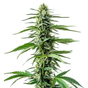 Auto CBD Northern Lights cannabis plant with frosty, CBD-rich buds.