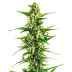 Auto CBD Pineapple cannabis strain with dense green buds and autoflowering characteristics, rich in CBD content.