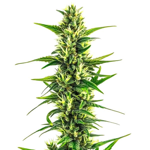 Auto CBD Pineapple cannabis strain with dense green buds and autoflowering characteristics, rich in CBD content.