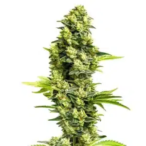 Banana Kush Regular cannabis plant with thick, resinous buds and light green foliage.