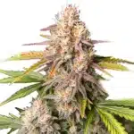 Bc God Bud Regular strain with vibrant purple buds and lush green foliage under bright lighting