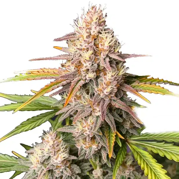Bc God Bud Regular strain with vibrant purple buds and lush green foliage under bright lighting