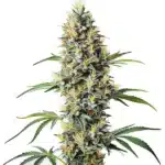 Blue Amnesia Regular cannabis plant with tall, frosty buds and rich blue hues.