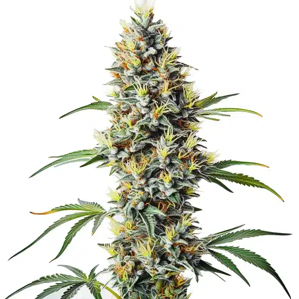 Blue Amnesia Regular cannabis plant with tall, frosty buds and rich blue hues.