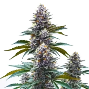 Blueberry Kush Regular strain with frosty purple and green buds accented by orange pistils.