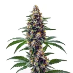 Blueberry Regular strain featuring vibrant buds with purple undertones and bright orange pistils.