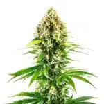 California Orange Regular plant with dense green buds and citrus-colored pistils.