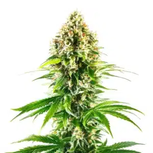 California Orange Regular plant with dense green buds and citrus-colored pistils.