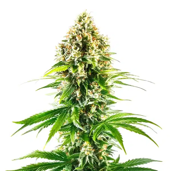 California Orange Regular plant with dense green buds and citrus-colored pistils.