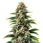 Candy Kush Regular cannabis bud with thick trichomes and a sweet aroma.