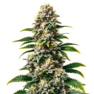 Candy Kush Regular cannabis bud with thick trichomes and a sweet aroma.