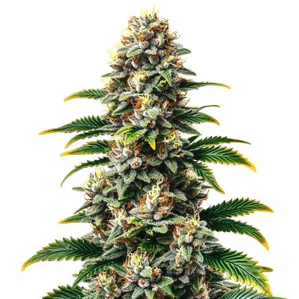 Candy Kush Regular cannabis bud with thick trichomes and a sweet aroma.