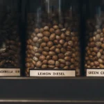 Hyper-realistic macro photography: close-up of three glass jars filled with cannabis seeds, labeled "NORTHERN LIGHTS CINDERELLA 99," "LEMON DIESEL," and "GREEN CRACKX AMESIA HAZE," on a dark shelf.