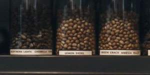 Hyper-realistic macro photography: close-up of three glass jars filled with cannabis seeds, labeled "NORTHERN LIGHTS CINDERELLA 99," "LEMON DIESEL," and "GREEN CRACKX AMESIA HAZE," on a dark shelf.