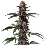 Cement Shoes Regular cannabis plant with frosty purple buds and wide fan leaves.