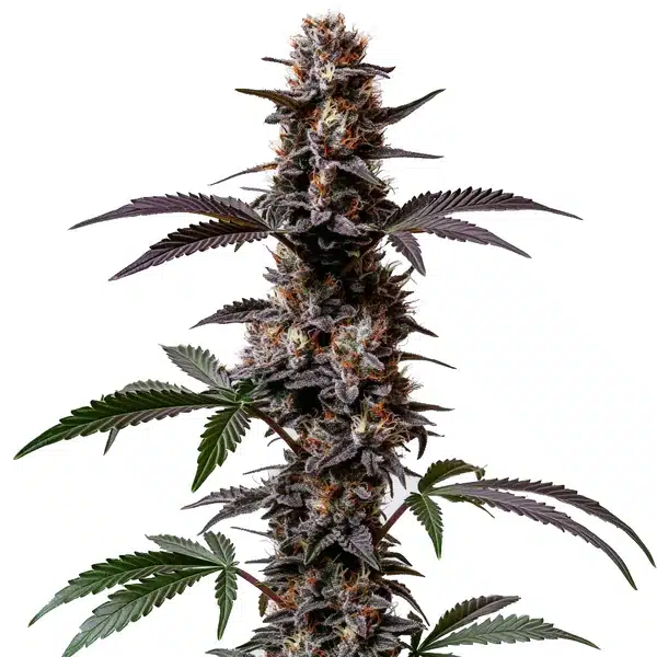 Cement Shoes Regular cannabis plant with frosty purple buds and wide fan leaves.