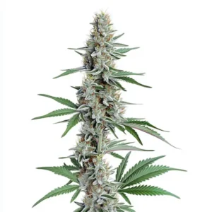 Chemdog Regular cannabis strain with frosty buds and vibrant green leaves