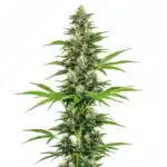 Dense Chocolope Candy Regular buds with frosty trichomes and sweet chocolate aroma.