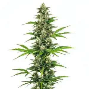 Dense Chocolope Candy Regular buds with frosty trichomes and sweet chocolate aroma.