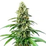 Chocolope Kush Regular cannabis plant with dense, resinous buds and bright green serrated leaves.