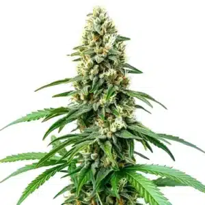 Chocolope Kush Regular cannabis plant with dense, resinous buds and bright green serrated leaves.