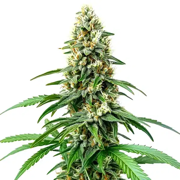 Chocolope Kush Regular cannabis plant with dense, resinous buds and bright green serrated leaves.