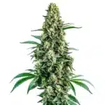 Chocolope Regular cannabis plant with frosty buds and vibrant green leaves.
