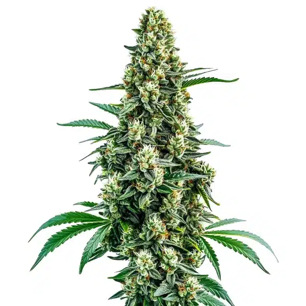 Chocolope Regular cannabis plant with frosty buds and vibrant green leaves.
