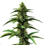 Colombian Gold Regular cannabis plant with golden buds and sativa structure