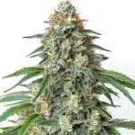 Diesel Regular cannabis with dense green buds and diesel-scented resin.