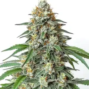Diesel Regular cannabis with dense green buds and diesel-scented resin.