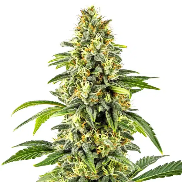 Critical x Cheese Candy Regular plant with frosty trichomes and hybrid leaf spread.