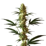 Do-Si-Dos Regular cannabis plant with tall, dense buds and green-purple hues.