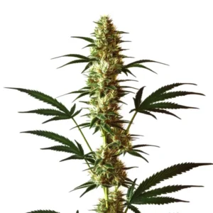 Do-Si-Dos Regular cannabis plant with tall, dense buds and green-purple hues.