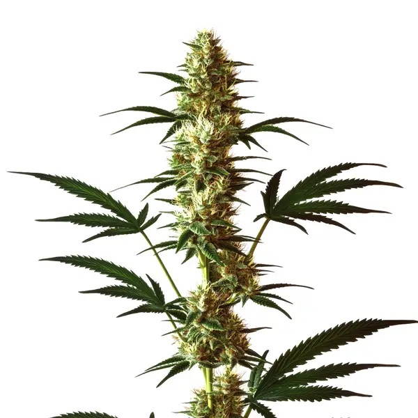 Do-Si-Dos Regular cannabis plant with tall, dense buds and green-purple hues.