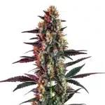 Gelato Regular cannabis plant with dense, resinous buds and purple-tinted leaves.