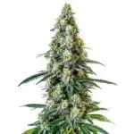 Girl Scout Cookies Regular cannabis strain with resinous buds and vibrant green foliage.